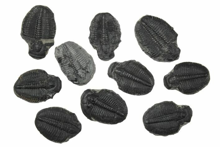 Lot: Elrathia Trilobite Molt Fossils - Pieces #92107